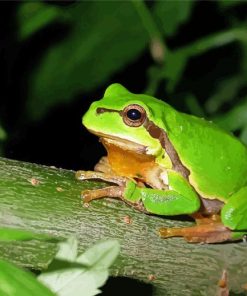 European Tree Frog Paint By Numbers