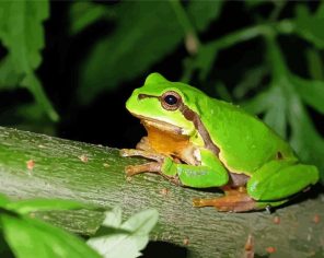 European Tree Frog Paint By Numbers