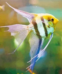 Freshwater Angelfish Paint By Numbers