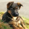 German Shepherd Puppy Paint By Numbers