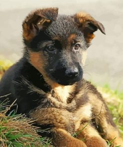 German Shepherd Puppy Paint By Numbers