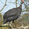 Guineafowls On Branch Paint By Numbers