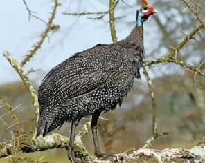 Guineafowls On Branch Paint By Numbers