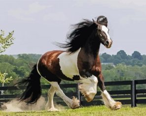 Gypsy Vanner Running Paint By Numbers