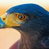 Harris Hawk Bird Head Paint By Numbers