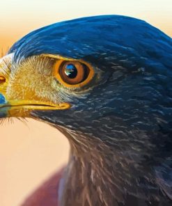 Harris Hawk Bird Head Paint By Numbers