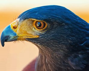 Harris Hawk Bird Head Paint By Numbers