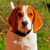 Jakie Beagle Dog Paint By Numbers