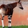 Okapi Forest Giraffe Paint By Numbers