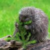 Porcupine Eating Paint By Numbers