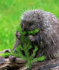 Porcupine Eating Paint By Numbers