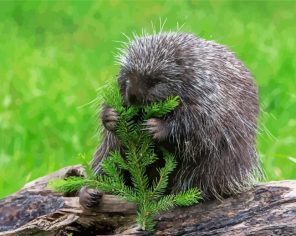 Porcupine Eating Paint By Numbers