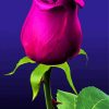 Purple Rose Illustration Paint By Numbers