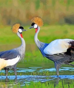 Two Grey Crowned Crane Birds Paint By Numbers