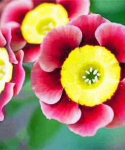 Yellow And Red Primula Paint By Numbers