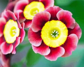 Yellow And Red Primula Paint By Numbers