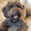 Adorable Schnoodle Dog Paint By Numbers