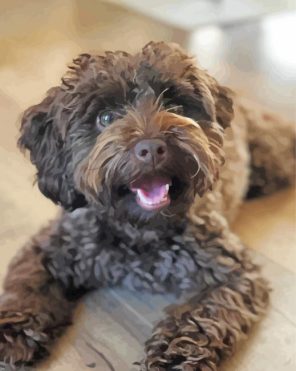 Adorable Schnoodle Dog Paint By Numbers