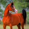 Aesthetic Arabian Horse Paint By Numbers