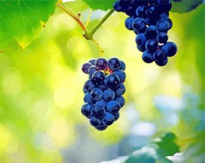 Aesthteic Grape Vines Paint By Numbers