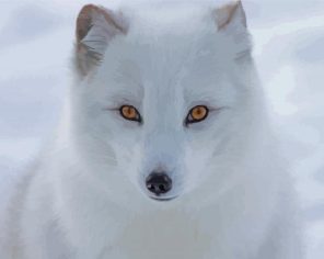 Baby Arctic Fox Paint By Numbers