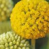 Billy Buttons Flowers Paint By Numbers