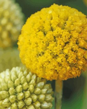 Billy Buttons Flowers Paint By Numbers