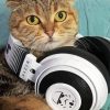 Cool Cat Wearing Headphones Paint By Numbers