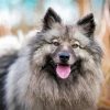 Adorable Keeshond Dog Paint By Numbers