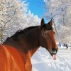 Funny Snow Horse Paint By Numbers