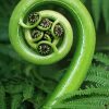 Koru Green Plant Paint By Numbers