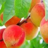 Peach Fruit Tree Paint By Numbers