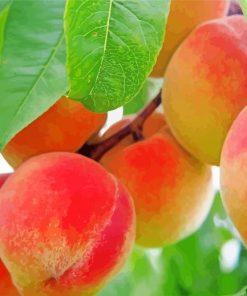 Peach Fruit Tree Paint By Numbers