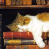 Sleepy Cat With Books Paint By Numbers