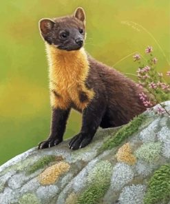 Adorable Marten Paint By Numbers