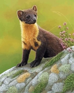 Adorable Marten Paint By Numbers