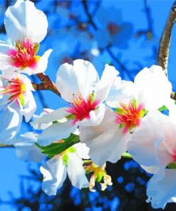 White Almond Blossoms Paint By Numbers