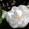 White Camellia Paint By Numbers