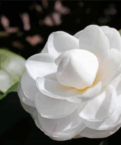 White Camellia Paint By Numbers