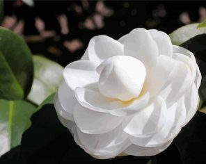 White Camellia Paint By Numbers