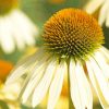 White Echinacea Flowers Paint By Numbers