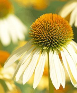 White Echinacea Flowers Paint By Numbers