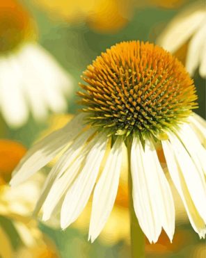 White Echinacea Flowers Paint By Numbers