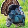 Wild Turkey Bird Paint By Numbers