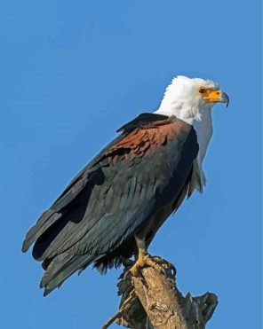 African Fish Eagle Paint By Numbers