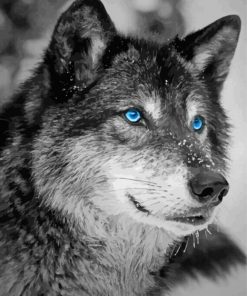 Black And White Wolf Blue Eyes Paint By Numbers