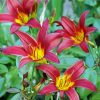 Daylilies Flowering Plant Paint By Numbers