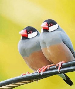 Java Sparrows Birds Paint By Number