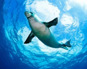 The Hawaiian Monk Seal Paint By Numbers