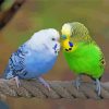 Two Budgies In Love Paint By Numbers